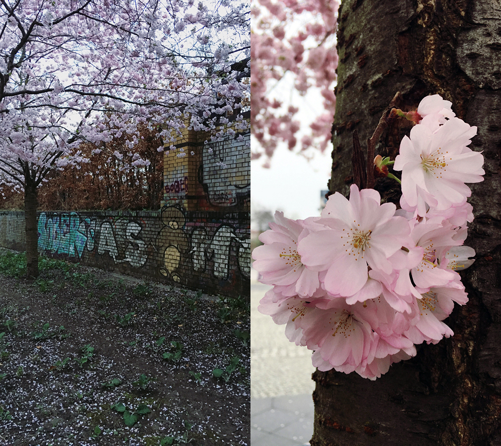 double image. Left: cherry tree in bloom in front of a graffitied park wall. Right: cherry blossom-covered tree trunk.