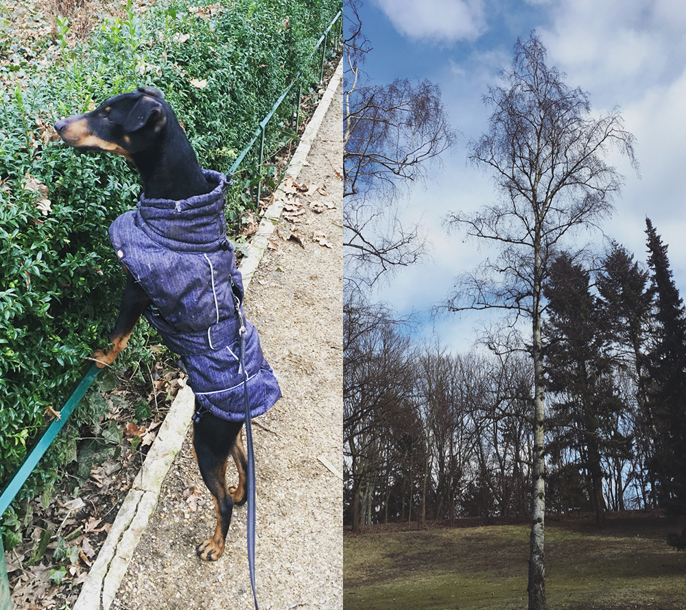 double image. Left: My dog (a Manchester Terrier) wearing a winter coat, standing up straight and looking over a hedge. Right: A clearing with tall trees and a blue sky.