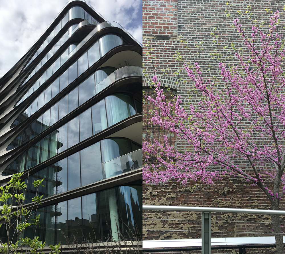 double image. Left: One of Zaha Hadid’s buildings seen from the High Line in New York City. Right: A cherry tree in bloom in front of a brick wall, seen from the High Line.