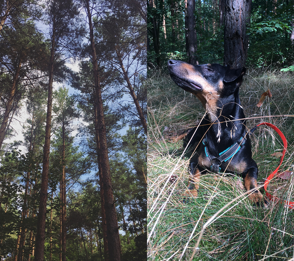 double image. Left: Tall trees and a blue sky at Königsheide. Right: Milo the dog laying in the grass in a forest, eyes closed.