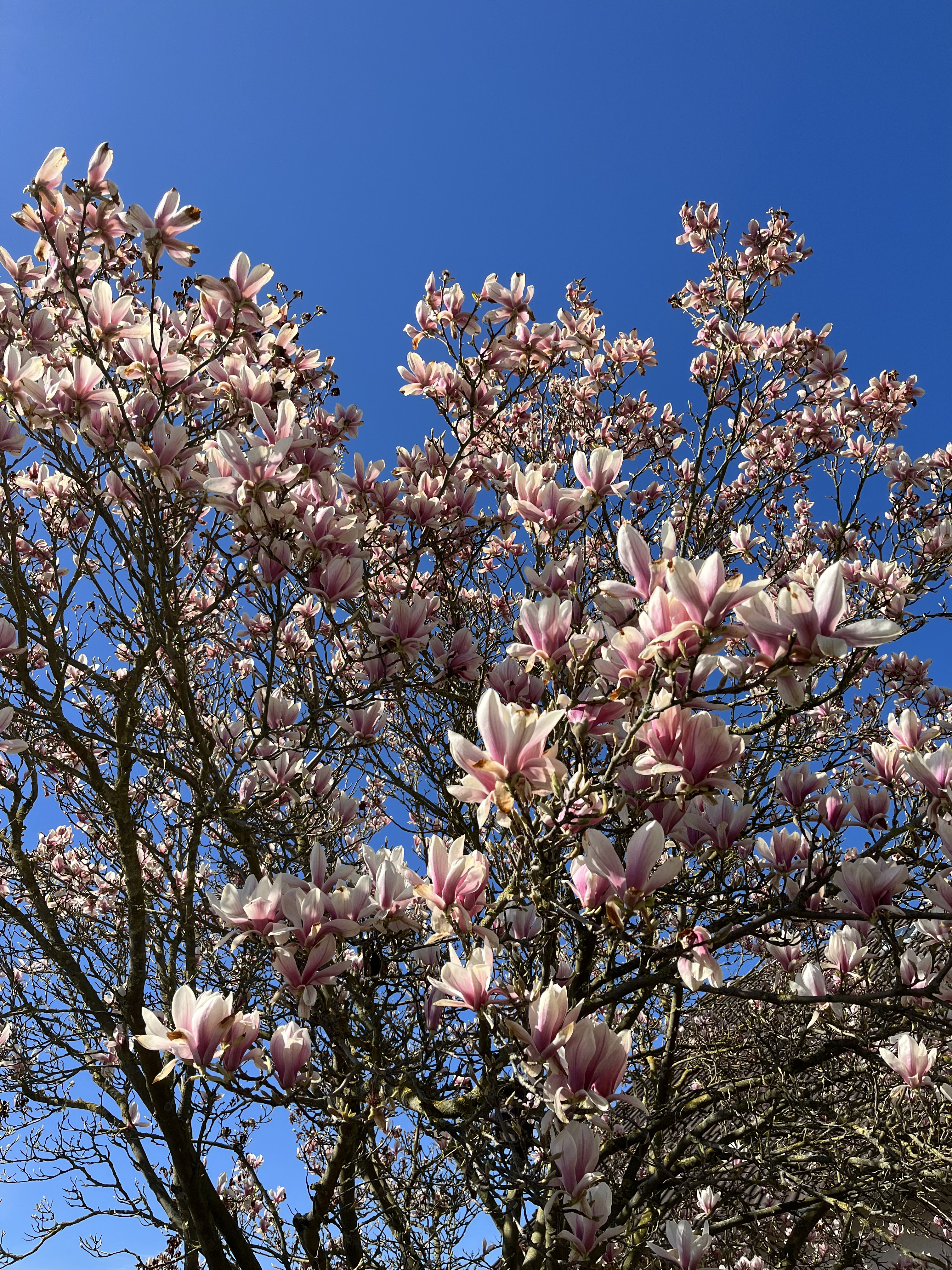 A magnolia tree in bloom photographed from below, with blue sky in the background