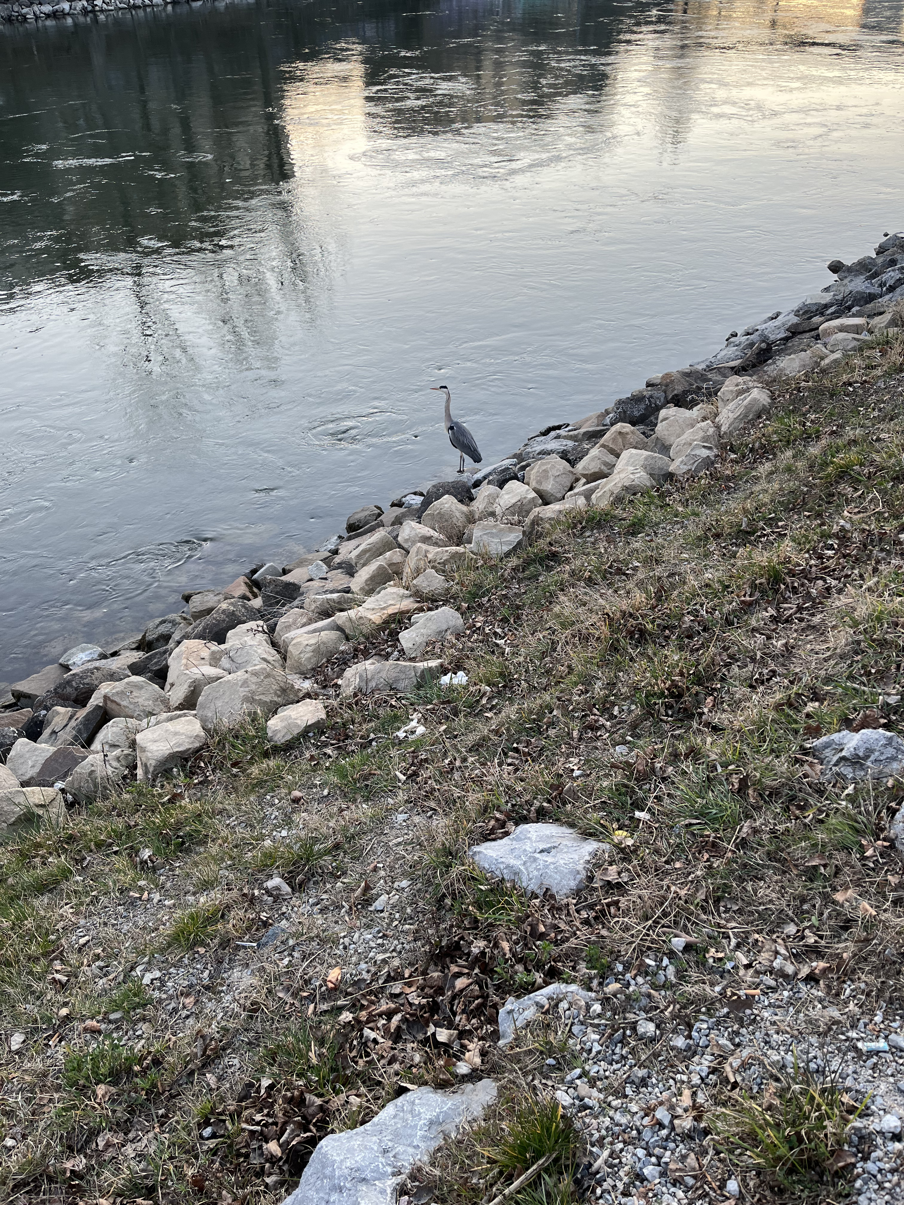 grey heron standing on the shore of a river at dusk