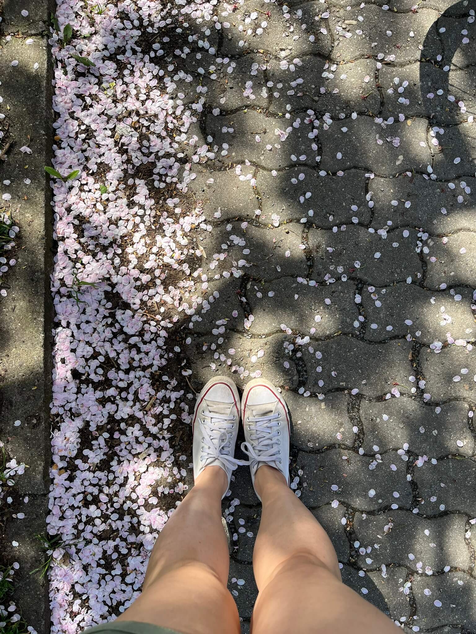 Looking down at the asphalt covered in cherry blossoms, bare legs and white low Converse shoes